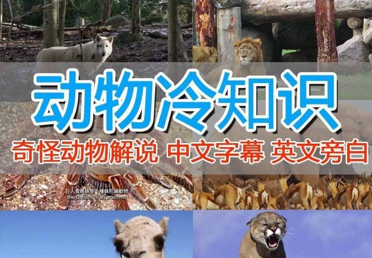 外面卖1699的国外纪录片解说（动物解说、美食、动画片）稳过中视频-智宝网创